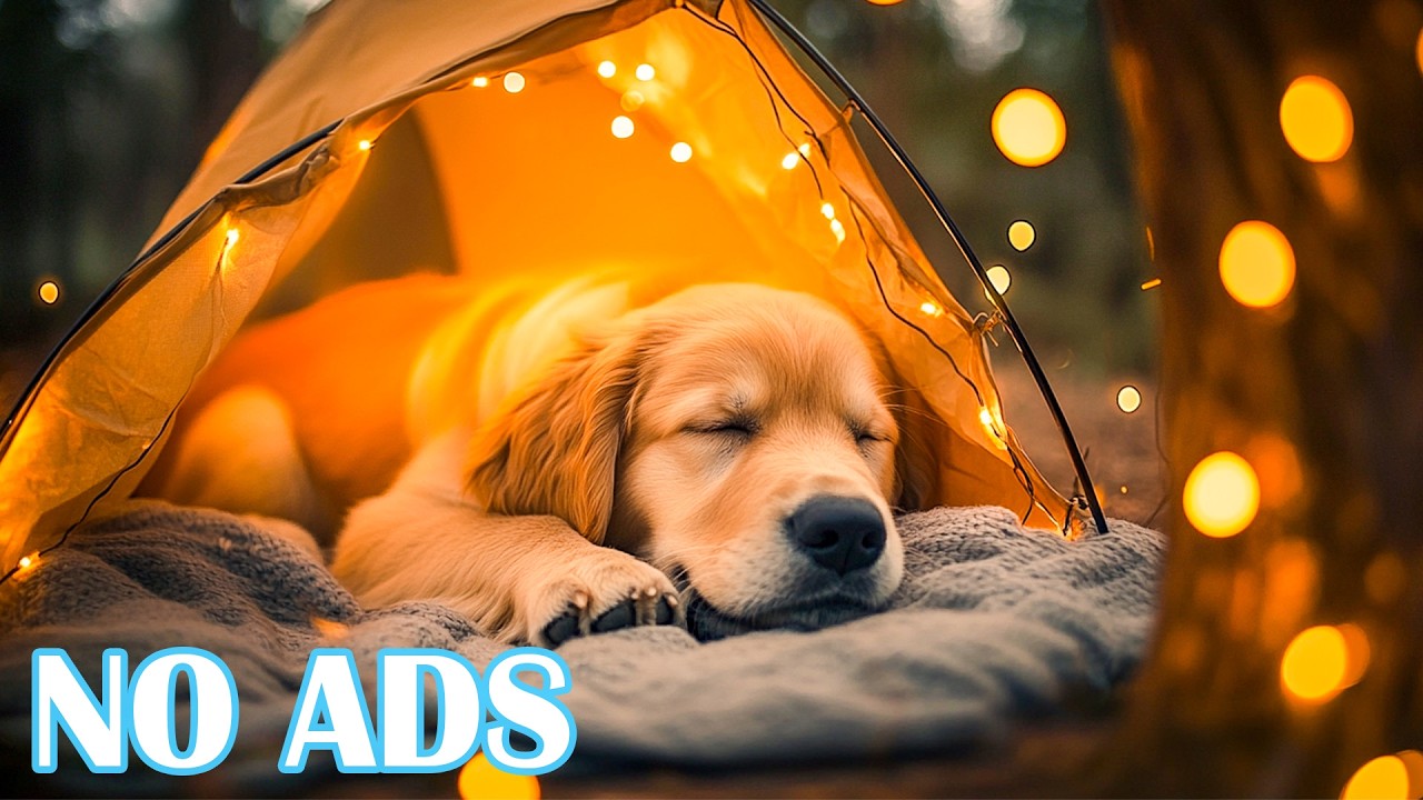 12 часов расслабляющей музыки для собак🐾 Музыка для снятия стресса для собак 💚 Спокойная музыка дл