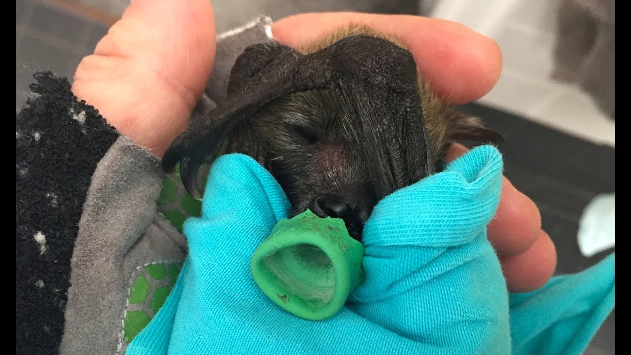 Initial care for newborn baby flying-fox:  this is Sarabande