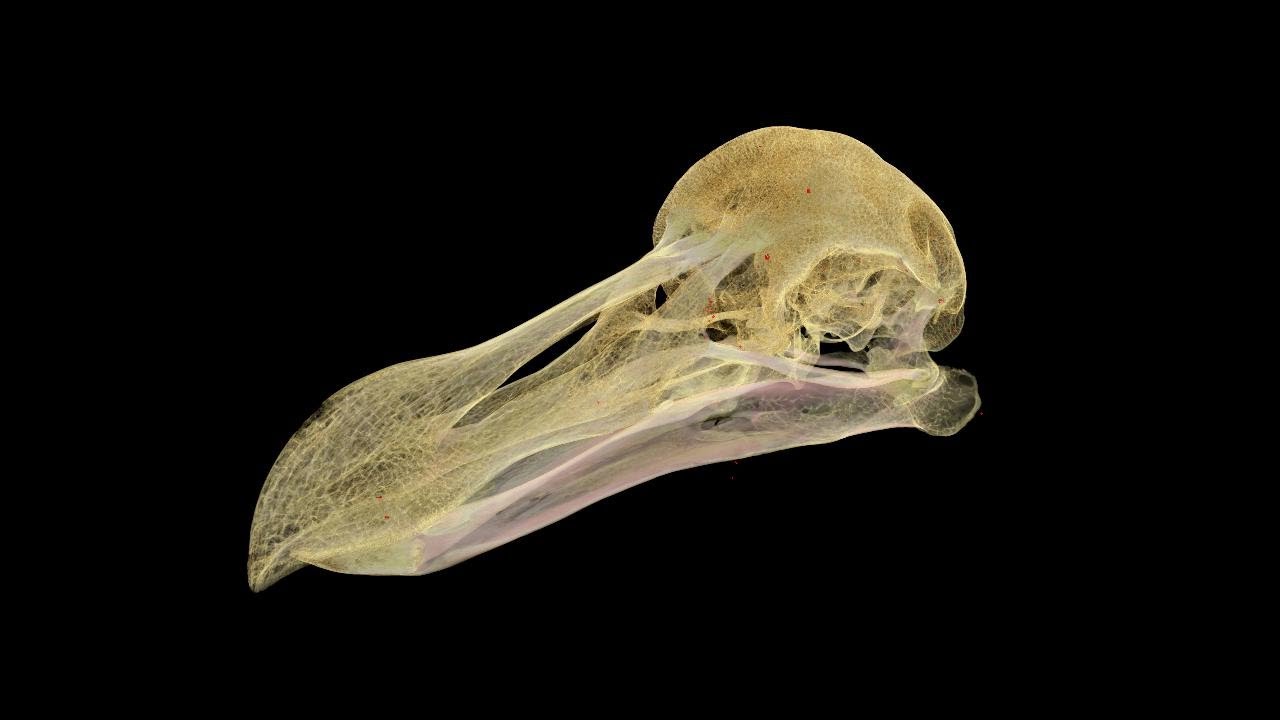 Oxford Dodo’s violent death revealed - with subtitles