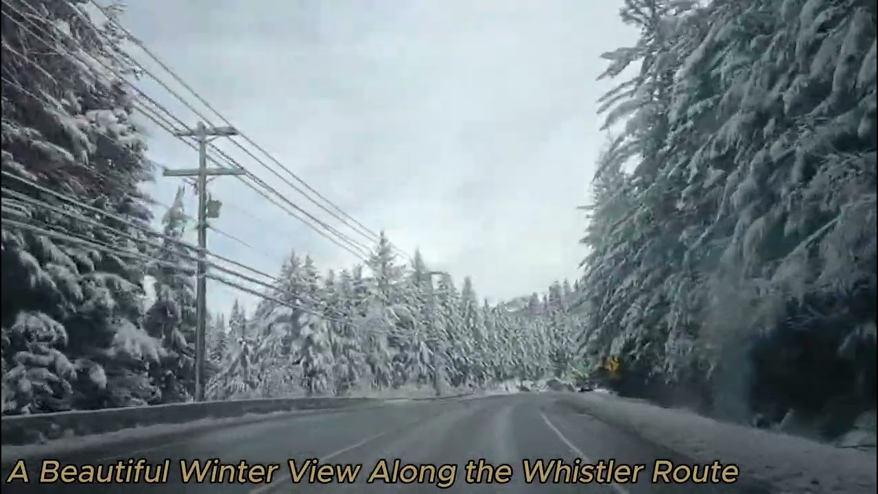 Snow-Covered Forest Along the Whistler Route