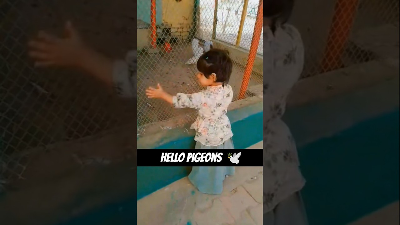 Baby Excited Seeing Pigeons 🐦 | Cute Zoo Reaction 