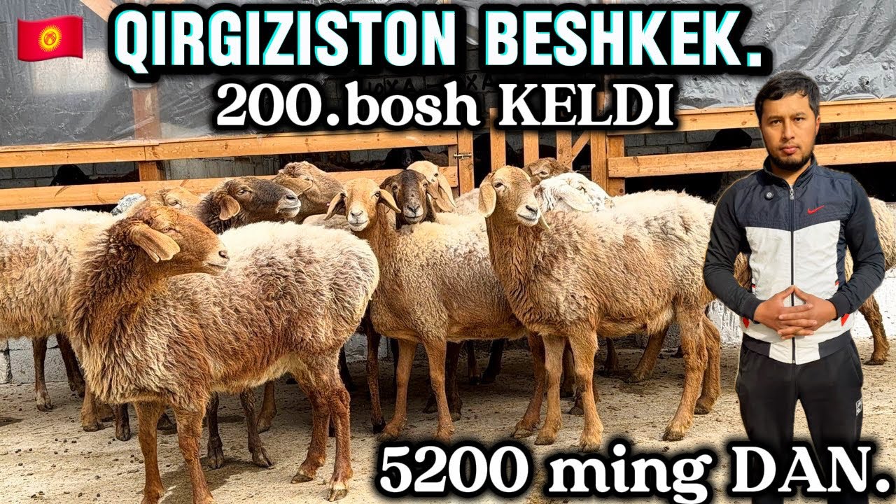 200.bosh QIRGIZISTON BESHKEK DAN ARASHAN BOGOZ LAR KELDI. 😱 5.200 dan BOLDI.