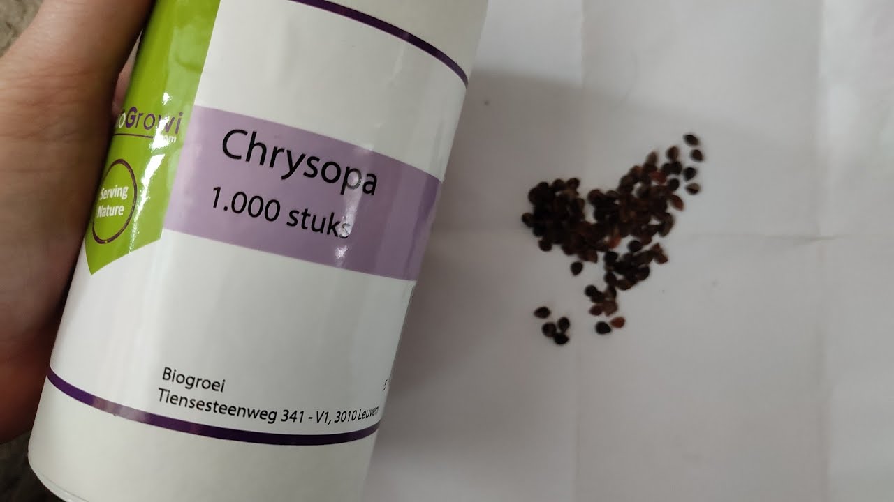 Bio pest control: Green lacewings larvae against aphids, mealybugs, whitefly and thrips (unboxing)