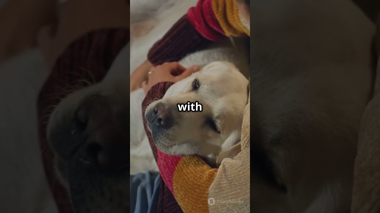 Why Does Your Dog Follow You EVERYWHERE? 🐾❤️