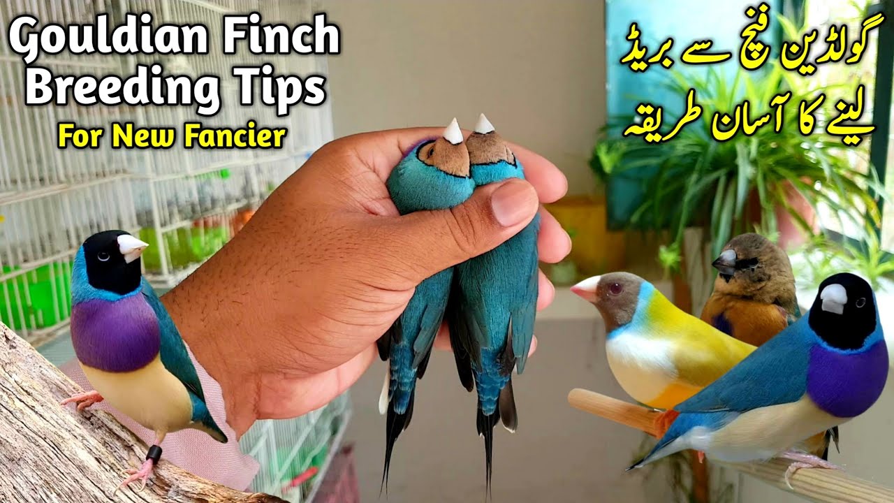 Gouldian Finch se Breed Lene ka Asan Tarika || Lady Gouldian Finch Breeding Tips and Tricks