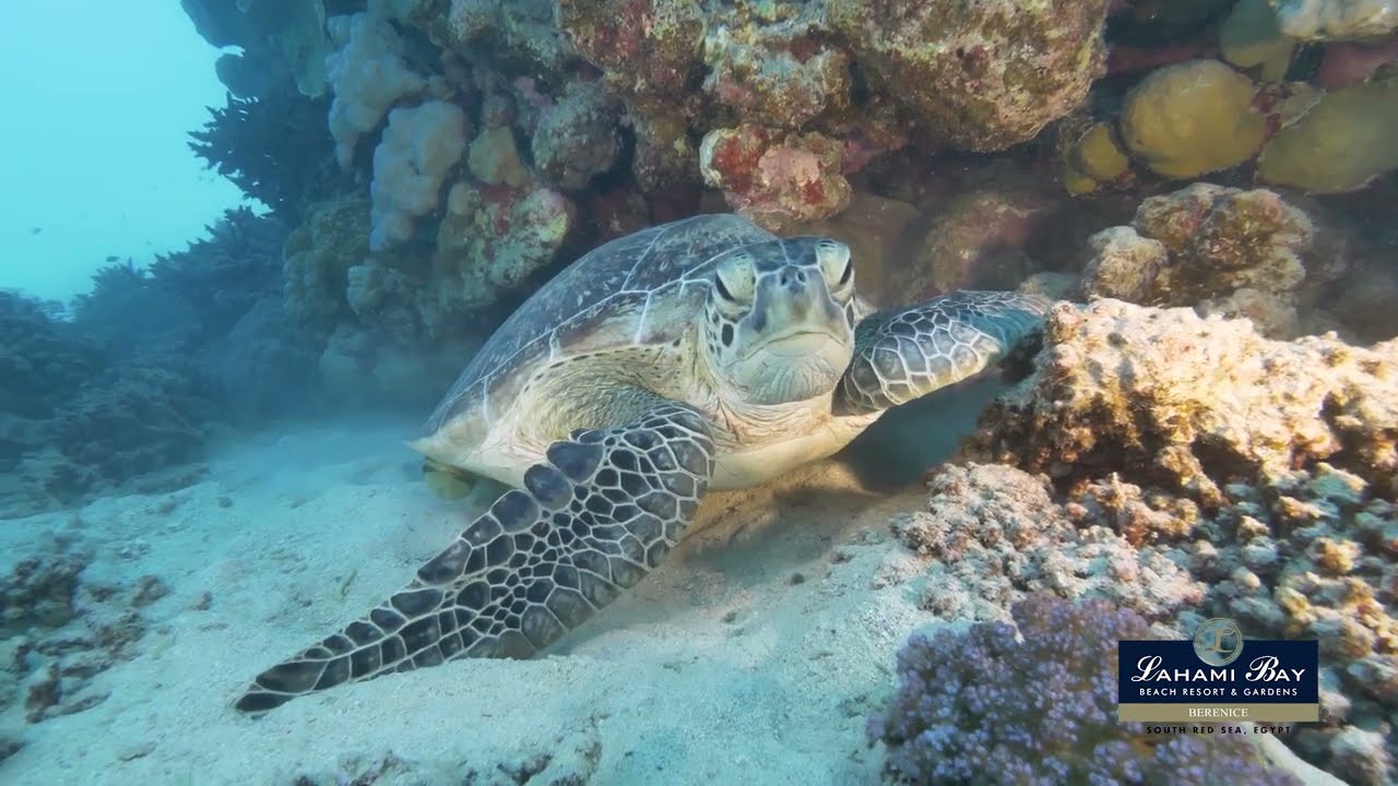 Diving Lahami Bay Resort
