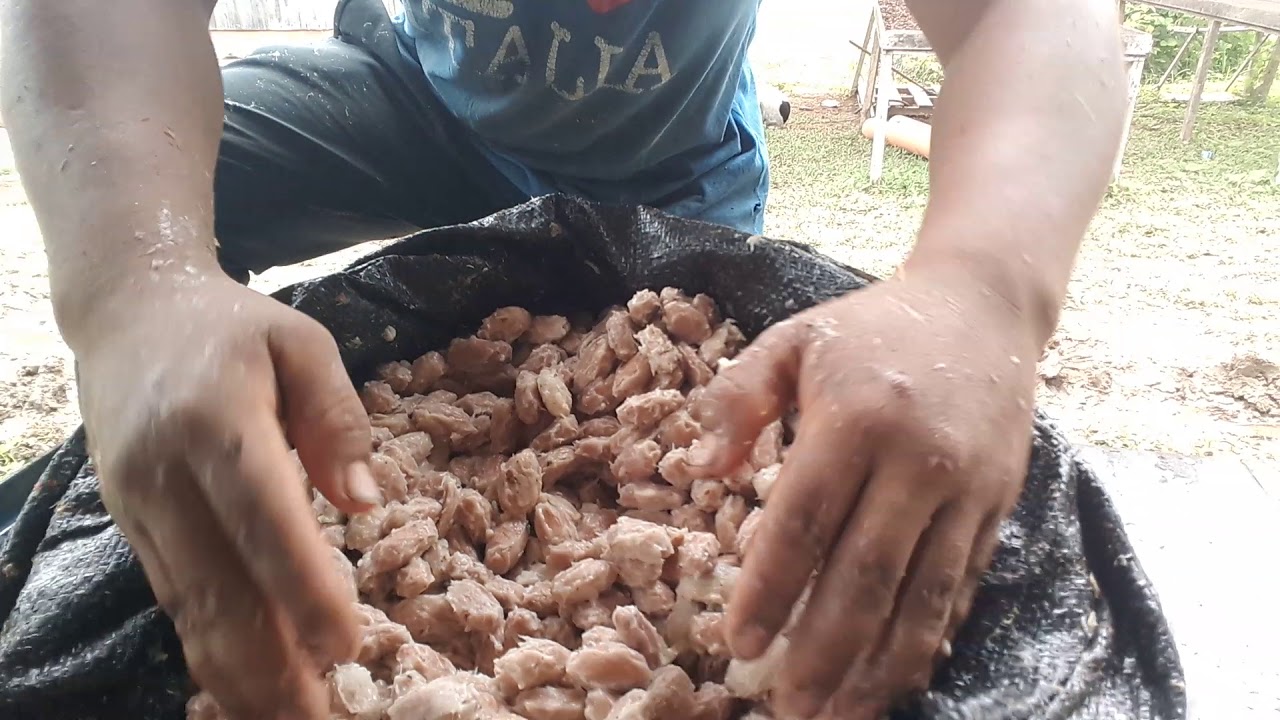 COMO COMPRAR CACAO EN BABA CONVERTIDO A GRANO SECO