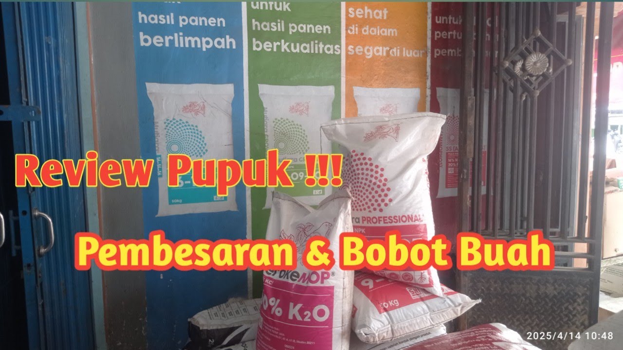 Pupuk pembesaran dan bobot buah untuk semua tanaman #pupukbuah