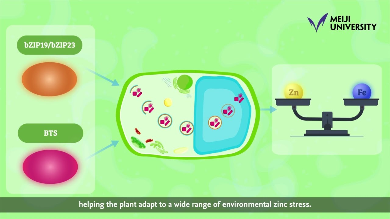 Balancing the Zinc&ndash;Iron Seesaw in Plants: The Role of Autophagy -by YOSHIMOTO Kohki