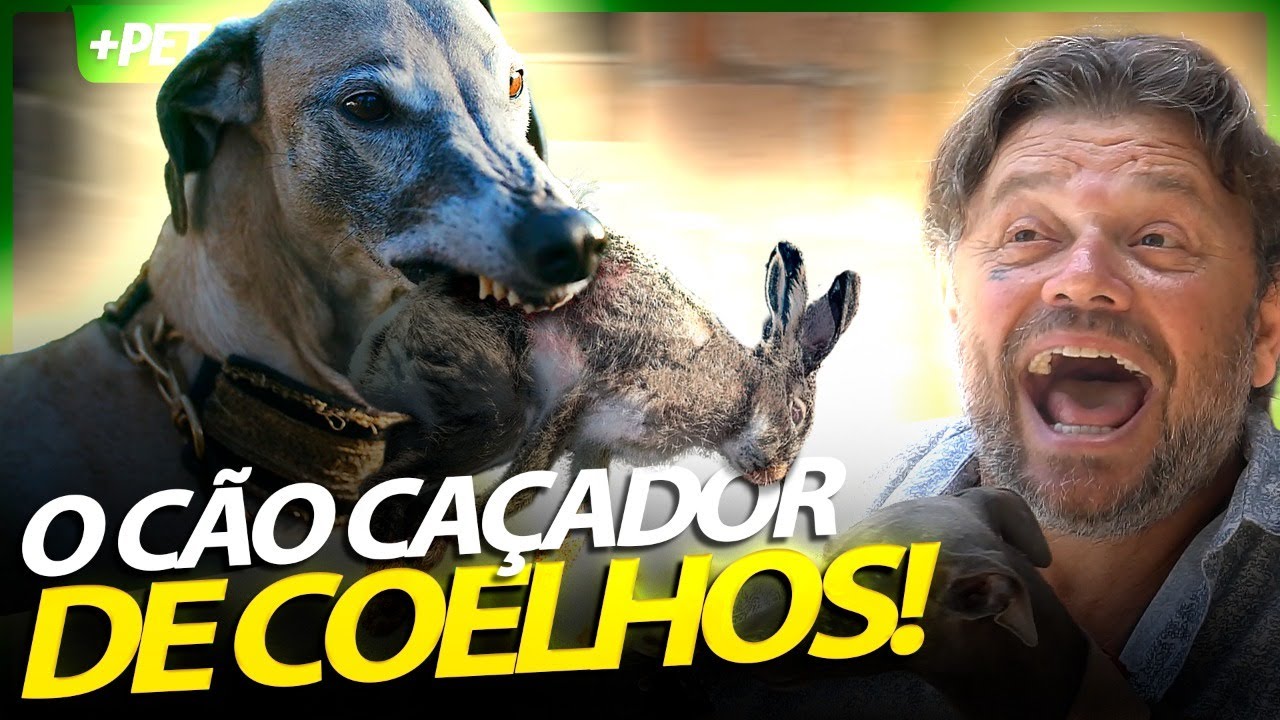 ITALIAN GREYHOUND, O PEQUENO CAÇADOR DE COELHOS! | RICHARD RASMUSSEN