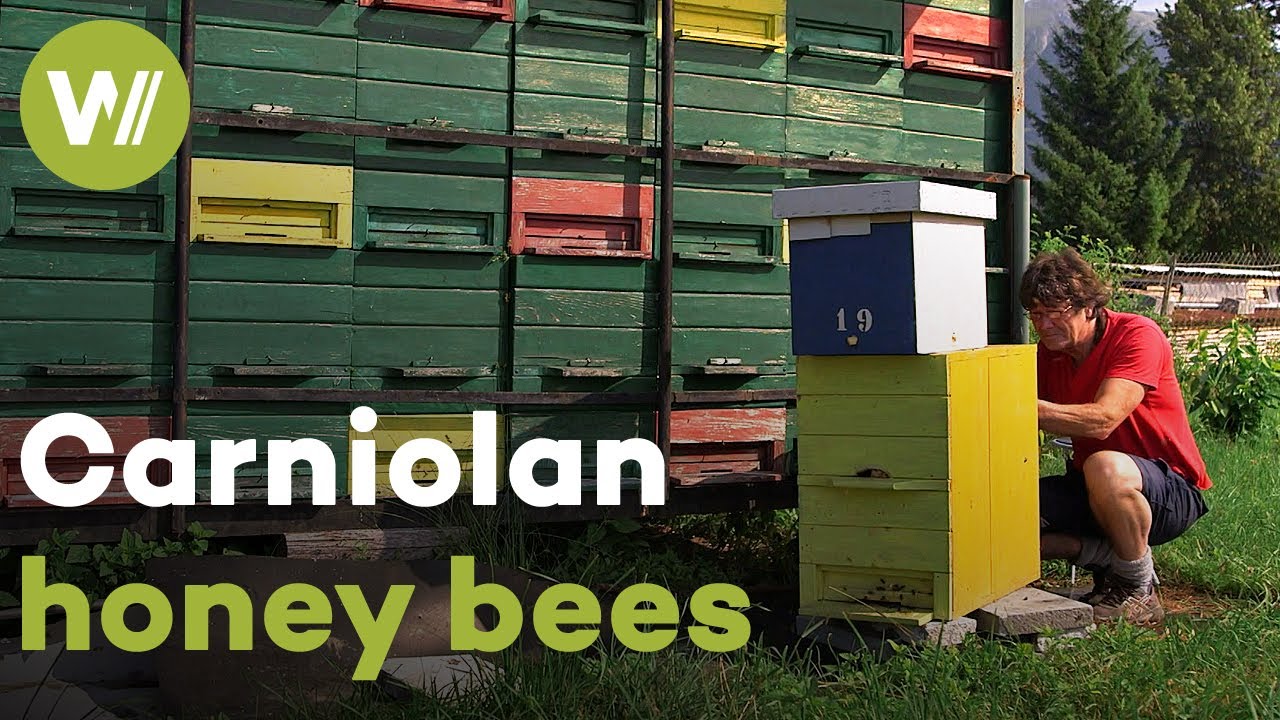 Возрождение краинских пчёл и восстановление их уникальных ульев | Master of Bees (Словения)