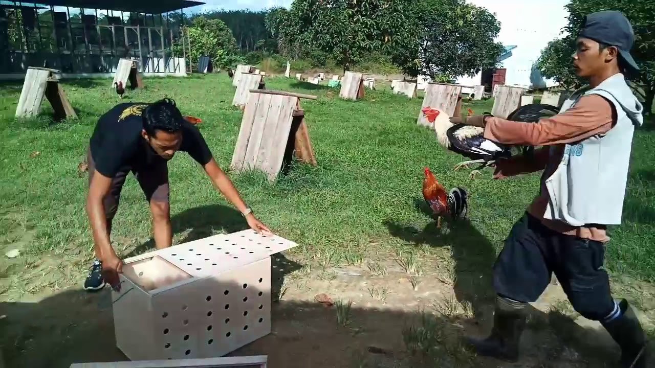 Intip Packing dan Shipping produk keluar Pulau, American fowl/ Indonesian farm/ Han Gamefarm