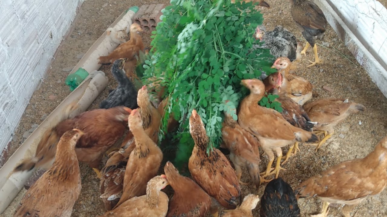 Sementes de moringa, feijão guandu, gliricídia... p/ plantar nos piquetes das galinhas