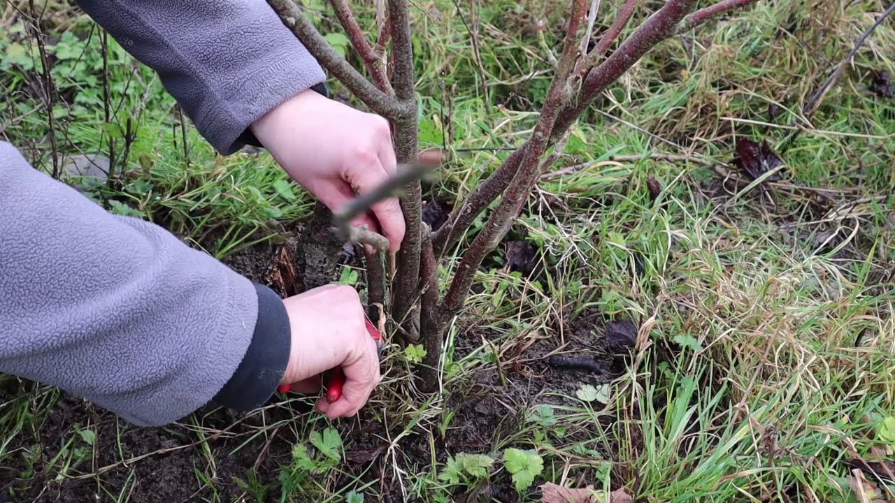 Pruning Blackcurrants