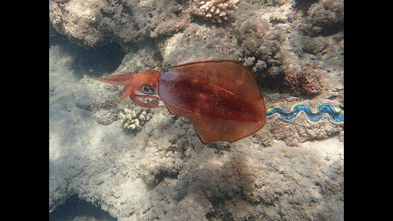 Snorkeling sur le house reef du Shams Alam partie 1 - Marsa Alam 2021 - Egypte Mer rouge