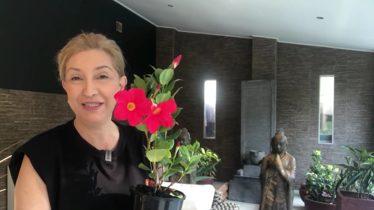 Mandevilla Sarmaşığı Bakımı