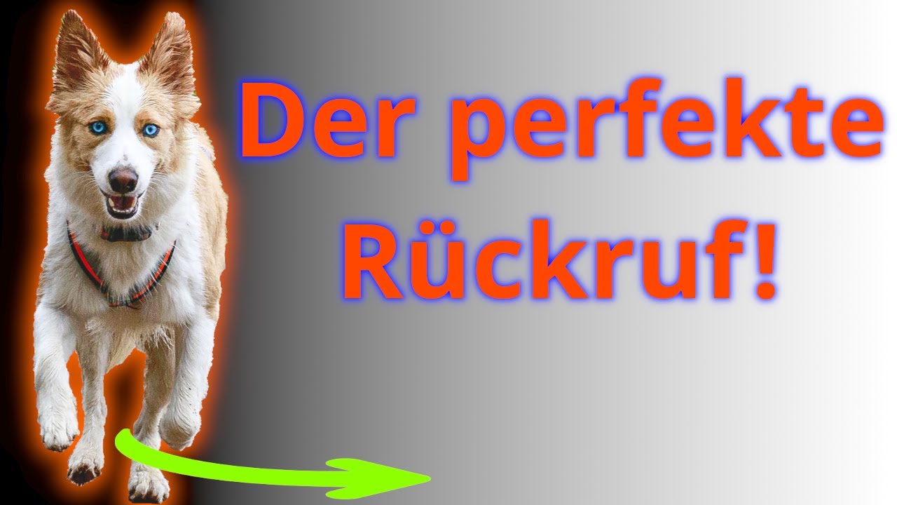 Mit 4 simplen Schritten zum sicheren, perfekten R&uuml;ckruf.