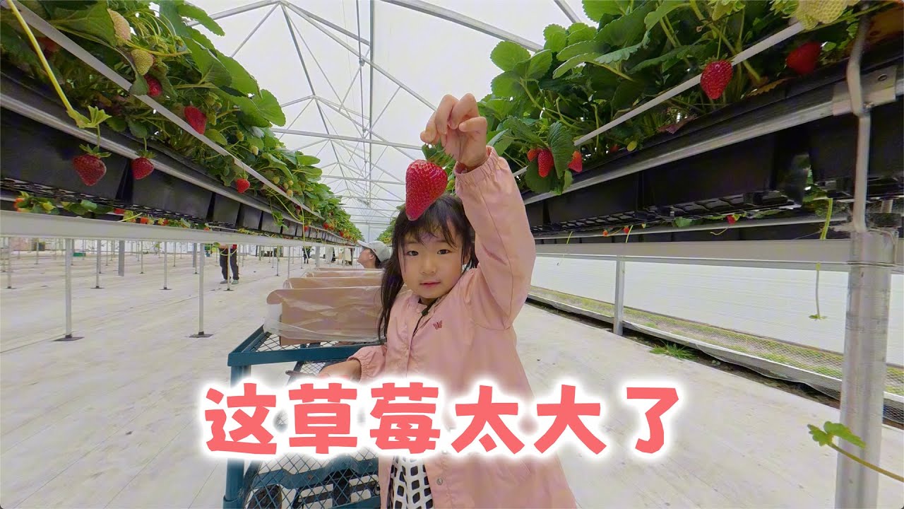 去草莓农场收获了好多草莓(新西兰 Harold Vlog 952)