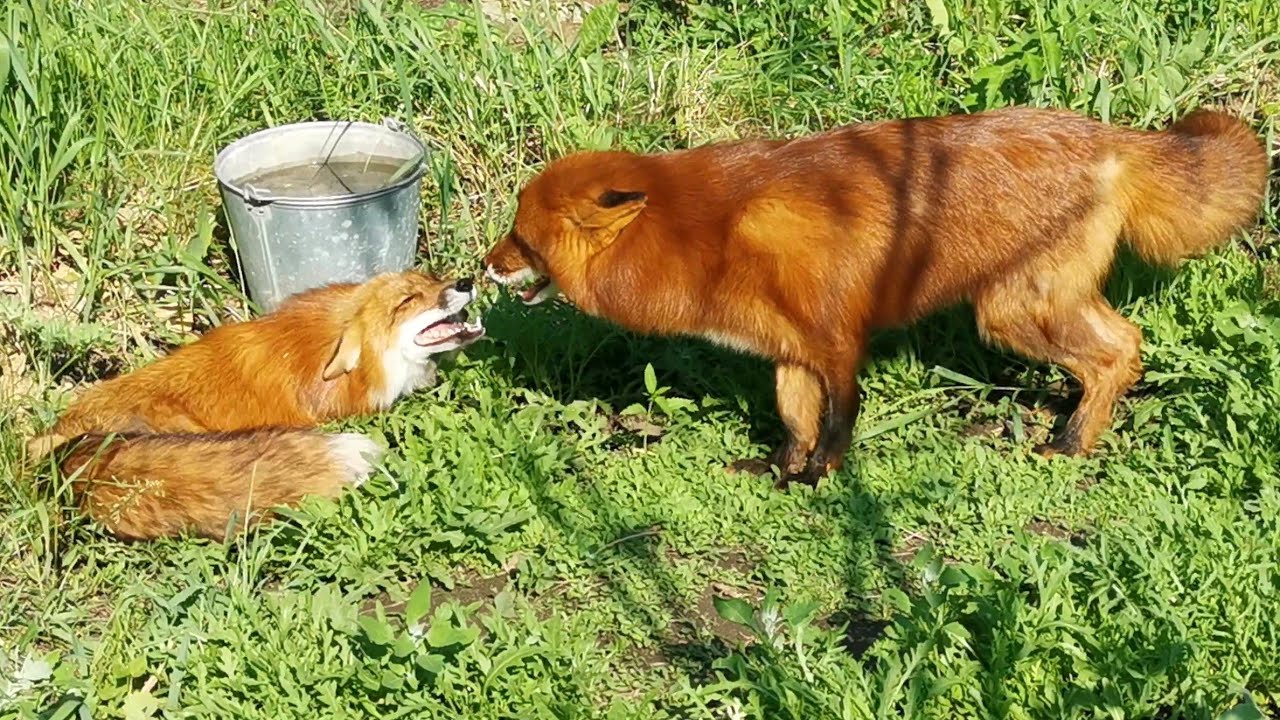 Alf the Fox has an unexpected visitor