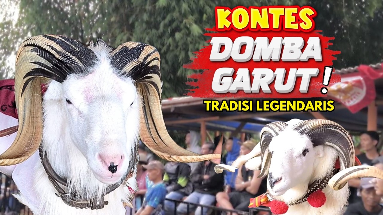 Kontes Domba Garut: Tradisi Legendaris Garut - Jawa Barat