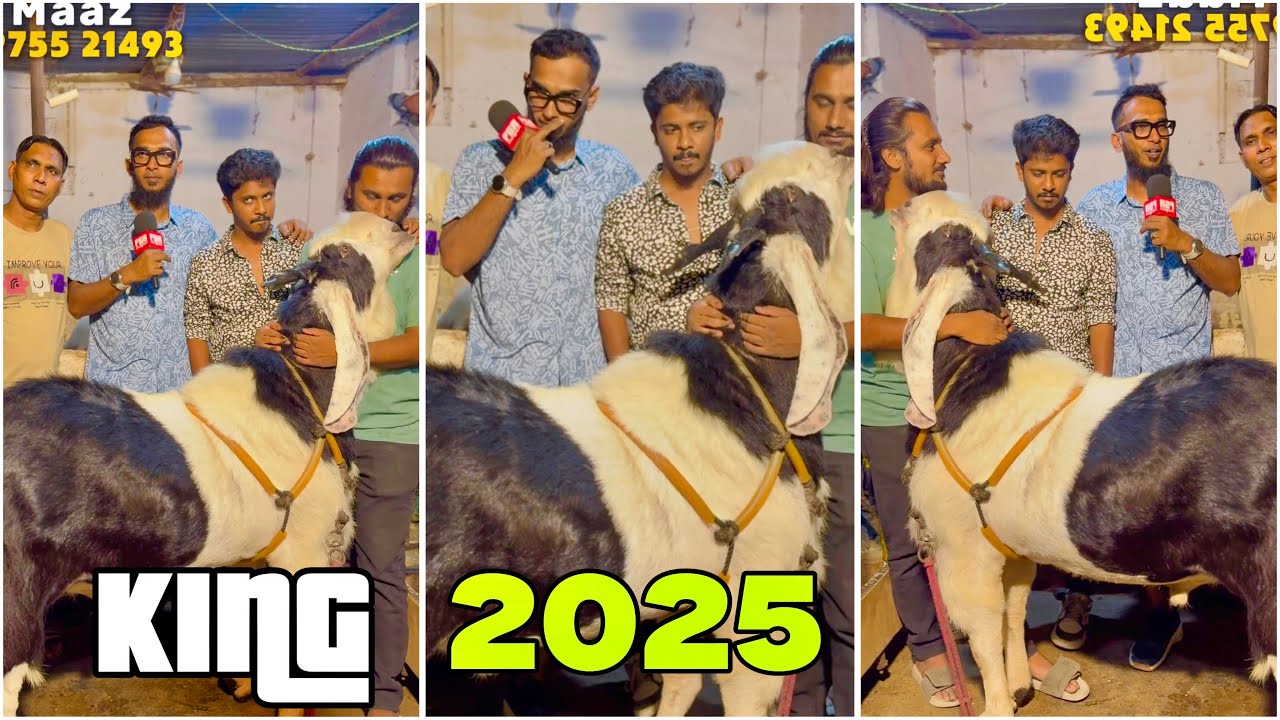 King 2025 - India’s Biggest Kota Goat 170 KG+ at The Jungle Maaz Goats Pune