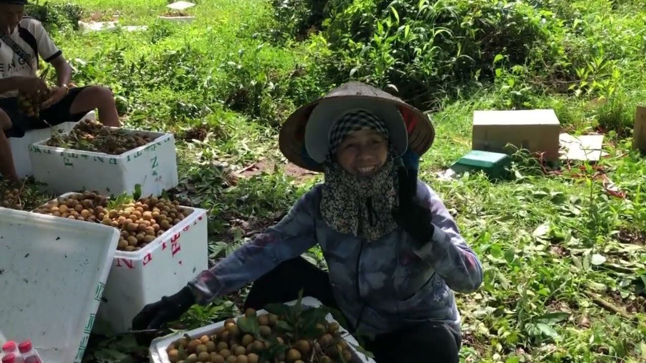 Vườn  nhãn trái  đang thu hoạch   Thanh lương -  t   Bình  Phước  /  khởi  cao  lãnh  -