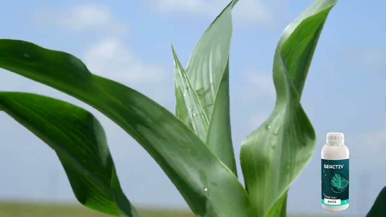 KAKO povecati PRINOS kukuruza, dobra FOLIJARNA prihrana je DOBAR POTEZ - U nasem ataru 1046