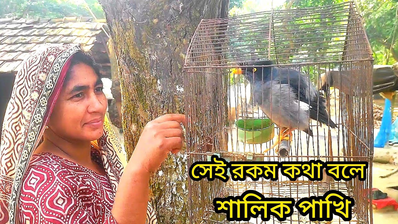 শালিক পাখি কথা বলে। কথা বলা শালিক পাখি 