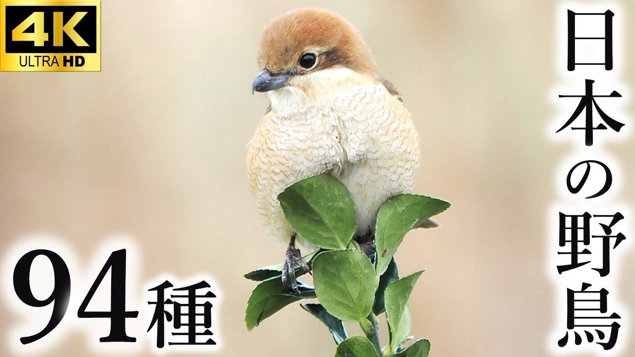【保存版】日本の野鳥94種（農耕地・草地）