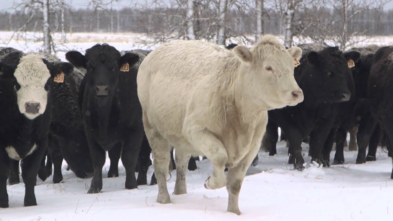 Beef North