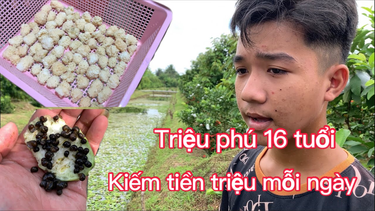 Cậu bé lớp 10 thu tiền triệu mỗi ngày nhờ việc bán trứng ốc và ốc bươu đen giống | Triệu phú 16 tuổi