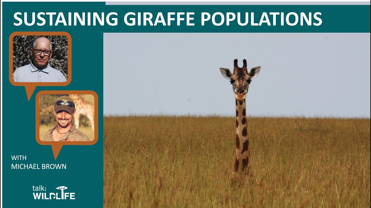 Sustaining Giraffe Populations