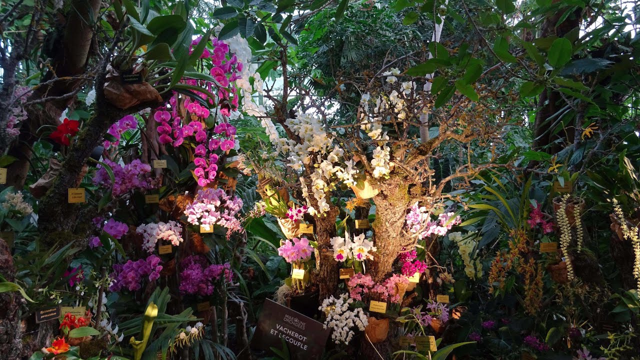 1001 Orchidées 2025 Jardin des Plantes Paris