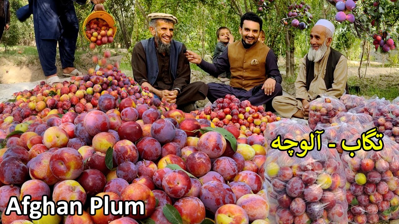 Afghan Plums | Tagab Kapisa | تګاب او الوچه