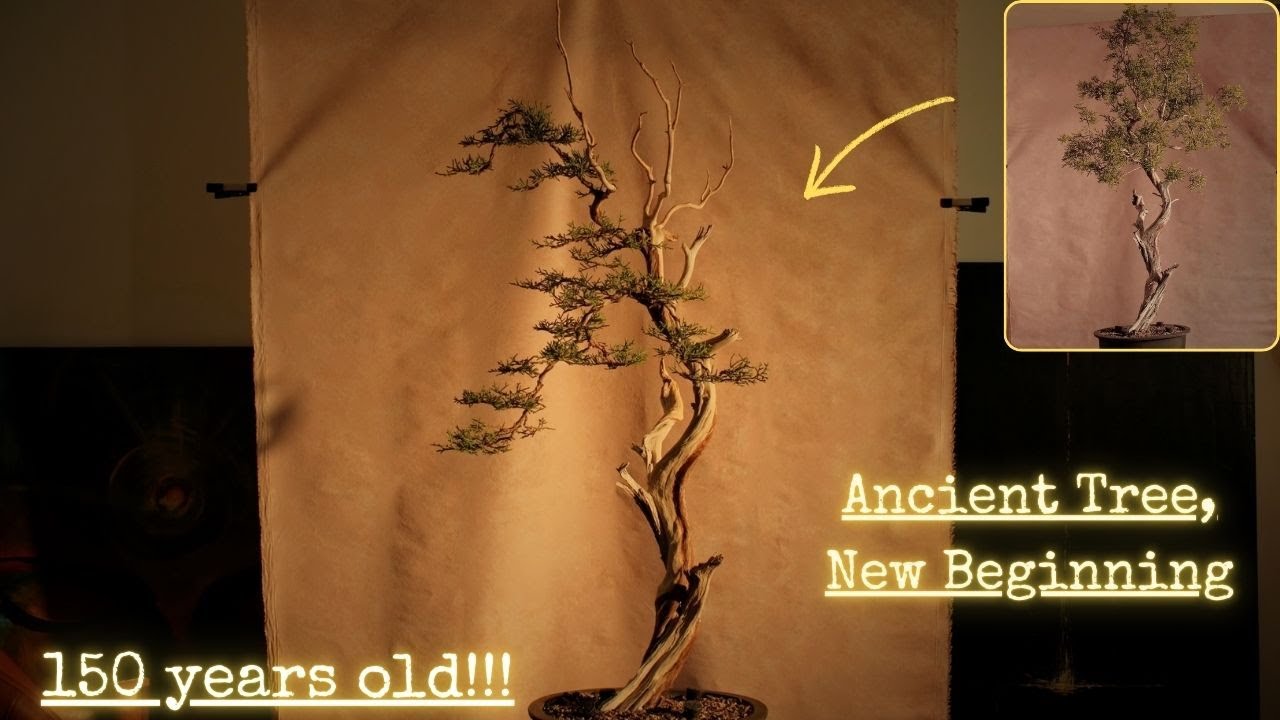 Epic 150-Year-Old Juniper Bonsai Transformation