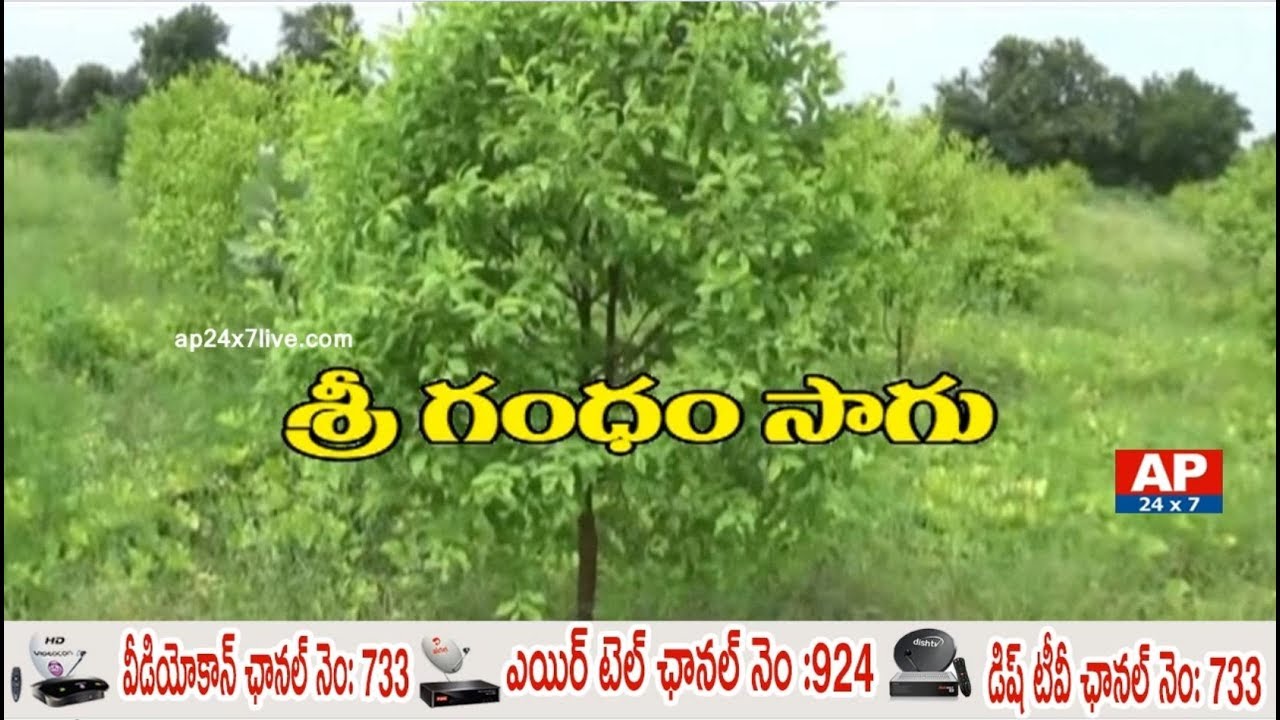 Young Ideal Farmer Rajendar Success Story of Sri Gandham Farming | Rythu Ratham | AP24x7