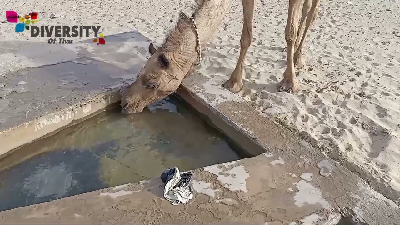 Thirsty Camel Drinking 47 Liter Water