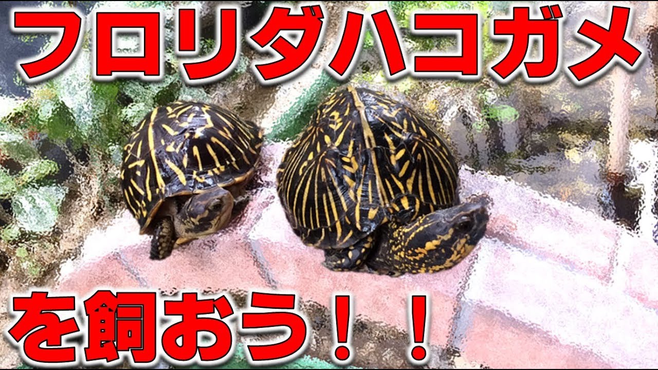 【亀を飼おう③】フロリダハコガメ