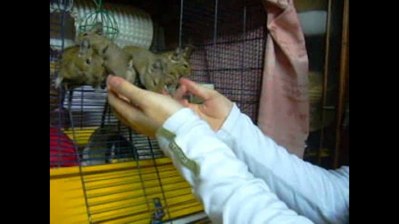 ardillas chilenas degu ( by Pio).avi