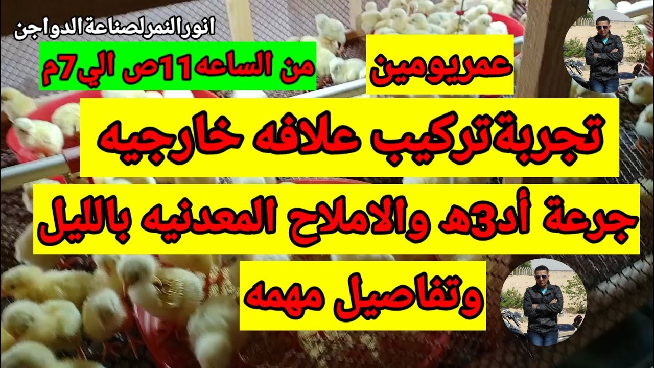 تفاصيل مهمه عن تاني يوم تربيه وتجربة علافه خارجيه /أد3ھ /انورالنمرلصناعةالدواجن