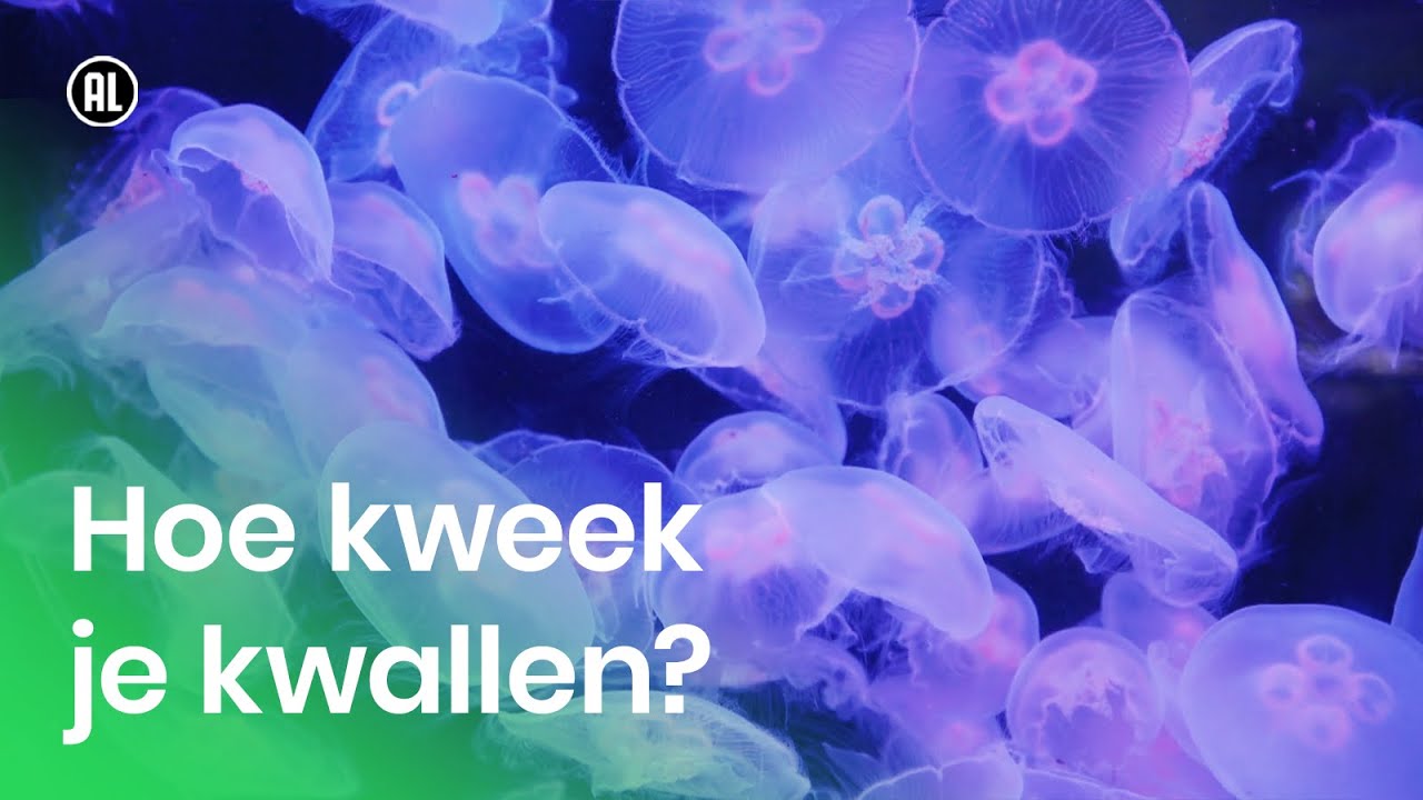 Hoe kweek je kwallen?