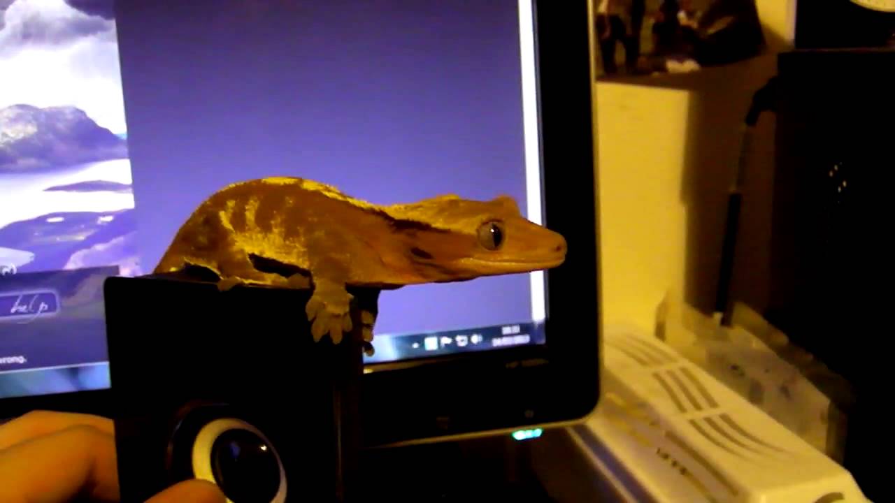 Gecko jump fail
