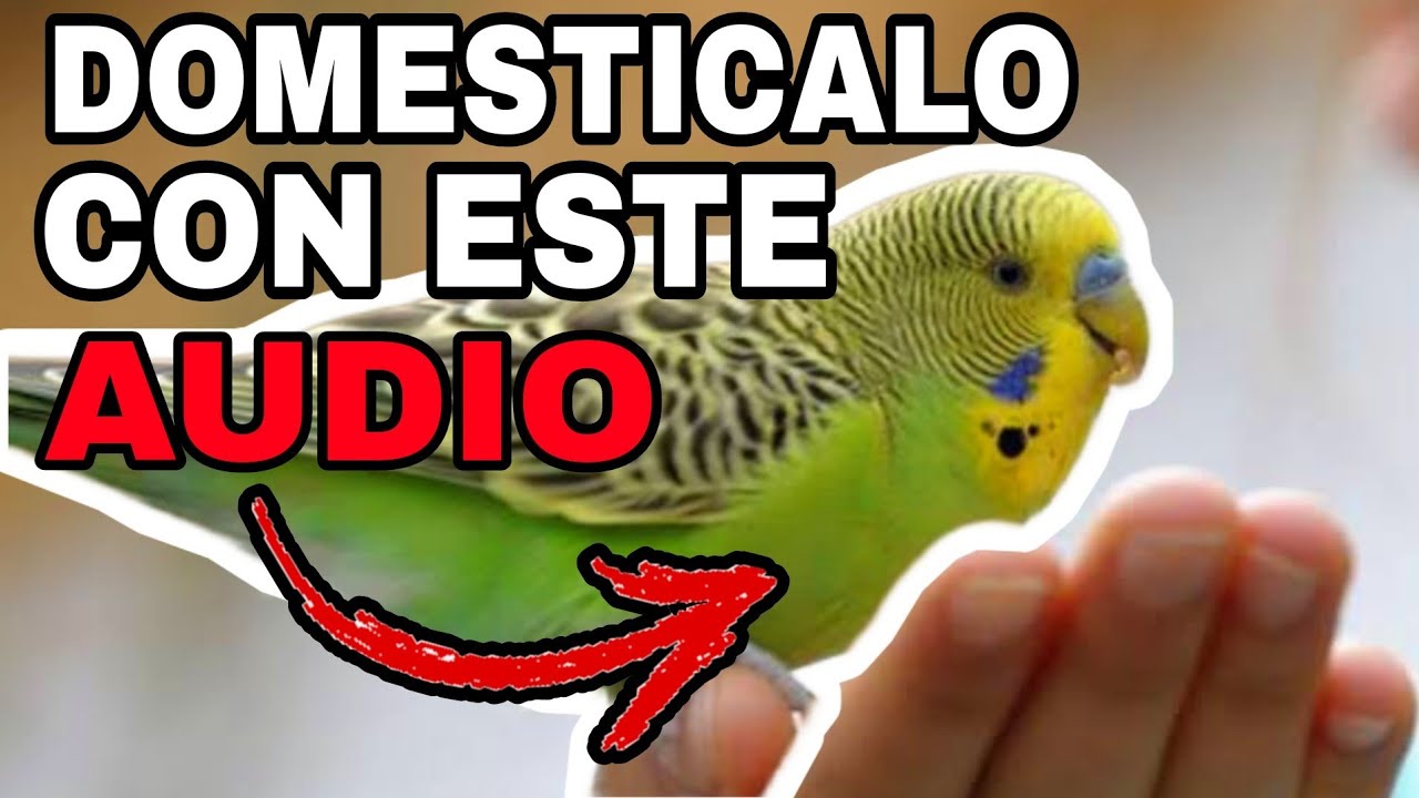 DOMESTICA A TU PERIQUITO CON AYUDA DE ESTE RELAJANTE AUDIO