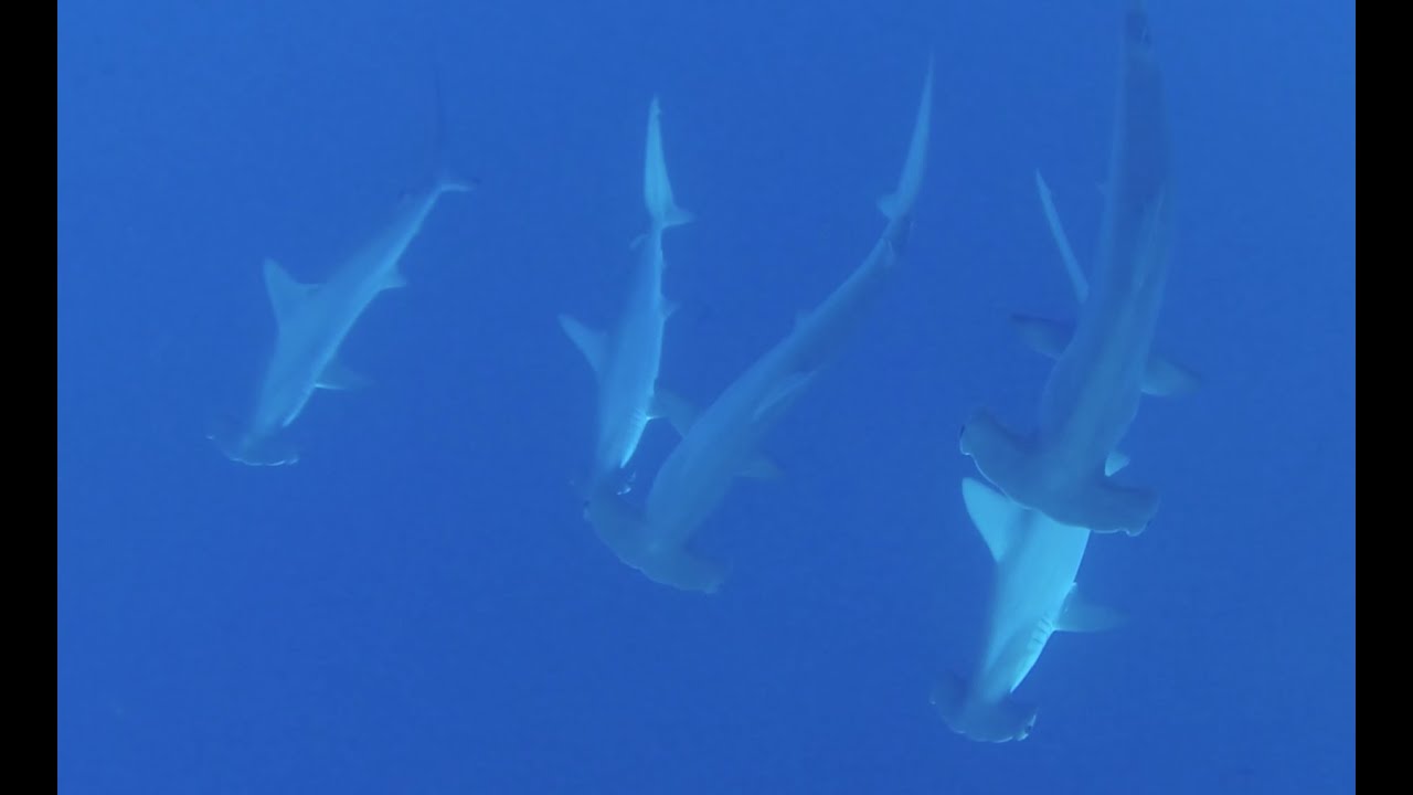 Daedalus Egypt Dive Site Review - www.simplyscuba.com