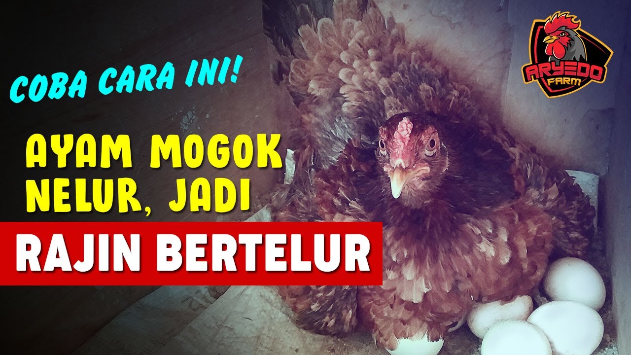 AYAM Anda BERHENTI BERTELUR? Begini CARA AGAR AYAM CEPAT BERTELUR Kembali