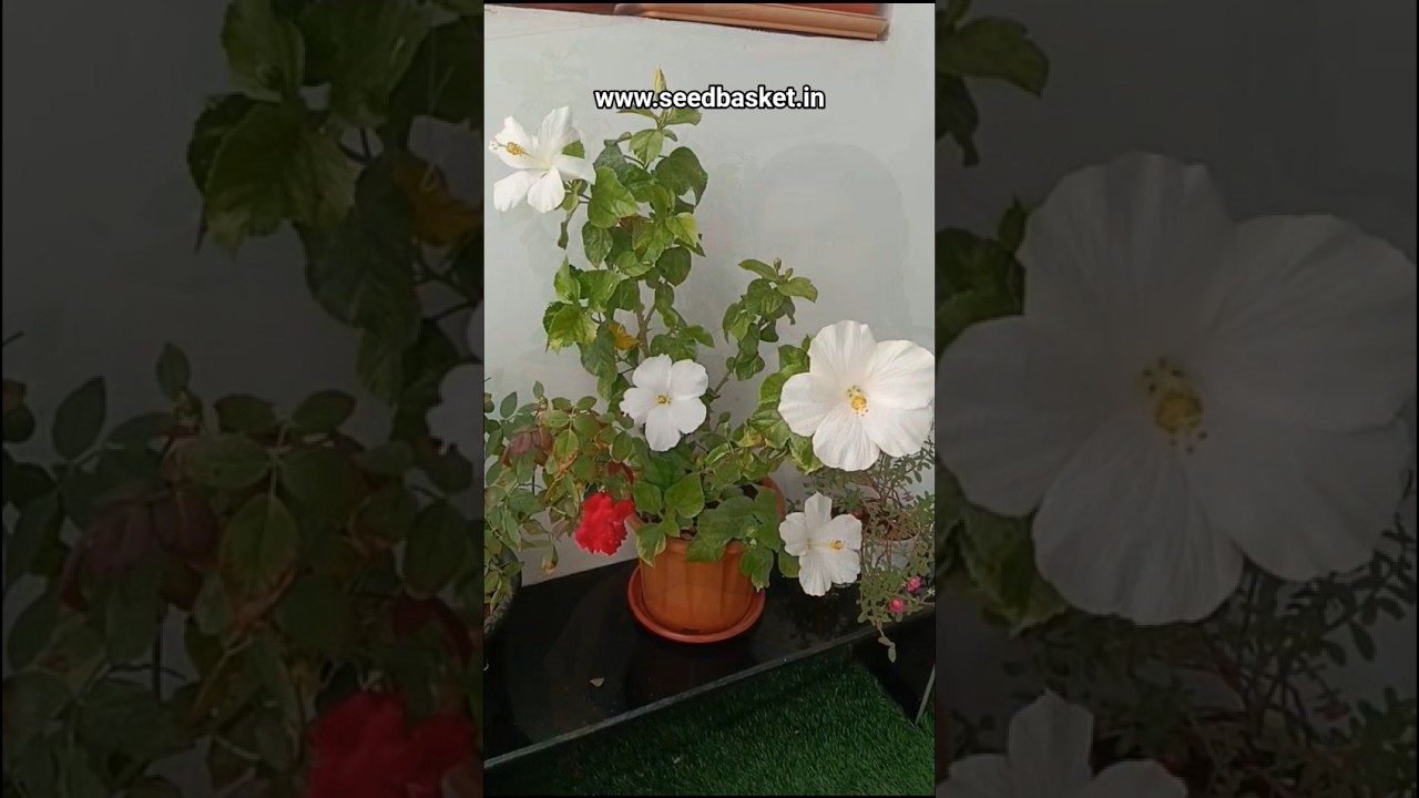 Organic Flower Booster for every Home Garden or Nursery| seedbasket #gardeningideas #flowergarden