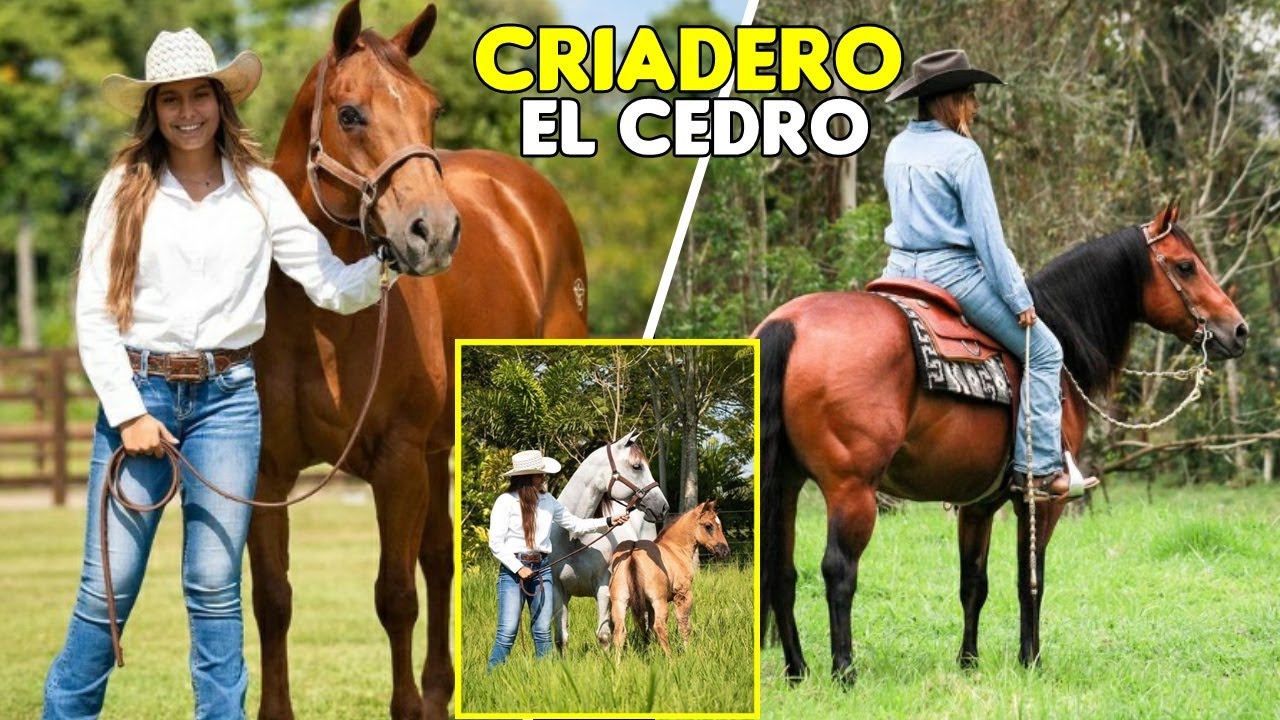 CRIADERO EL CEDRO: LA YEGUADA DE LOS CAMPEONES #caballos #horses