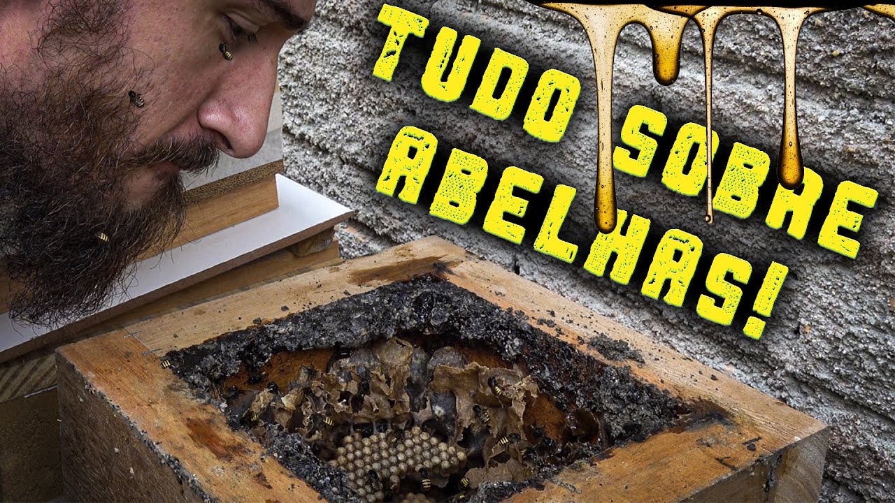 Como criar abelhas sem ferr&atilde;o! - Ch&aacute;cara SV