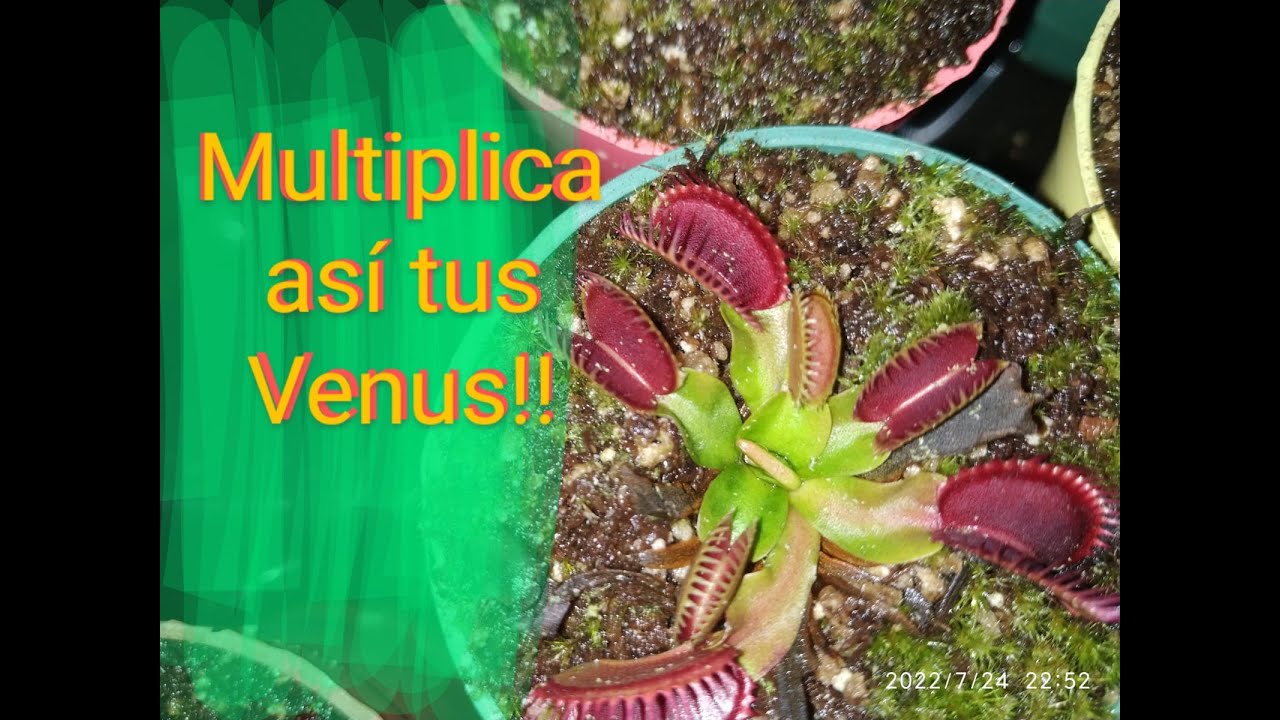 División Venus atrapamoscas por rizoma.