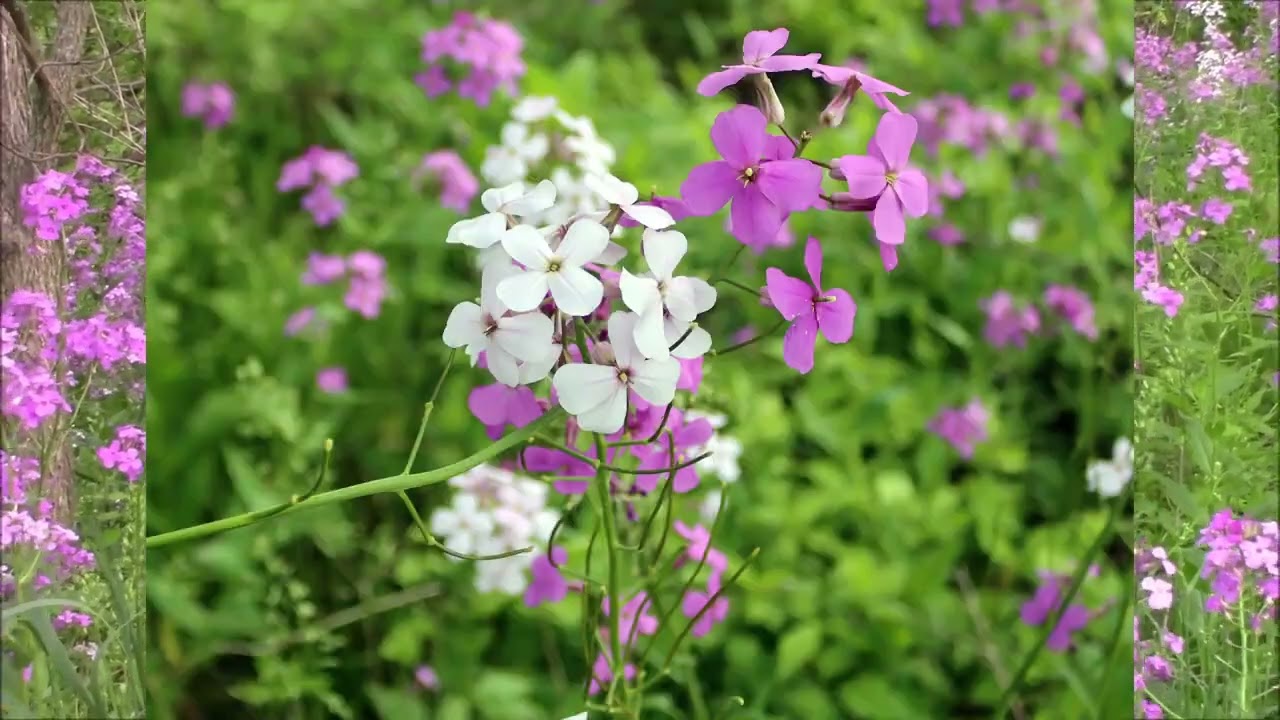 Dames Rocket, beautiful but invasive